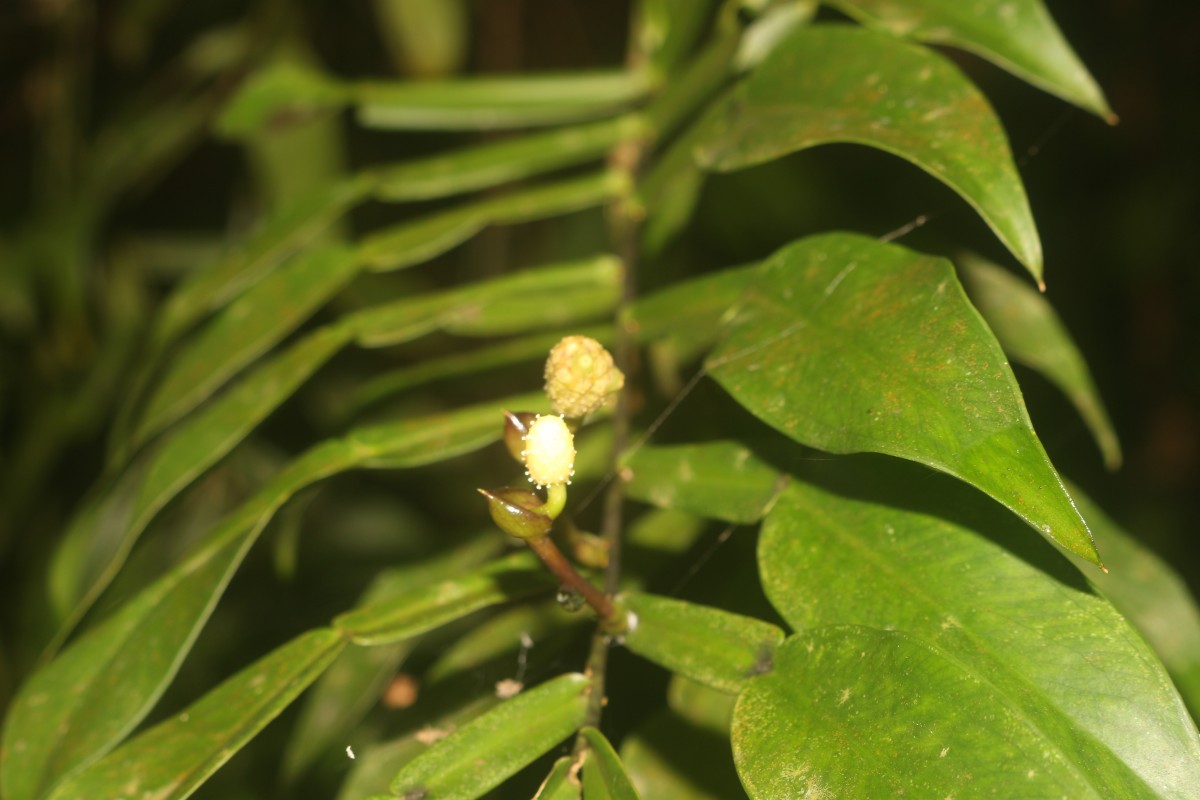 Pothos hookeri Schott